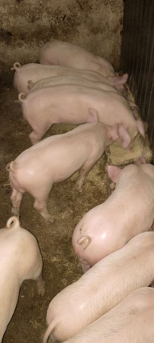 Sprzedam ładne warchlaki.