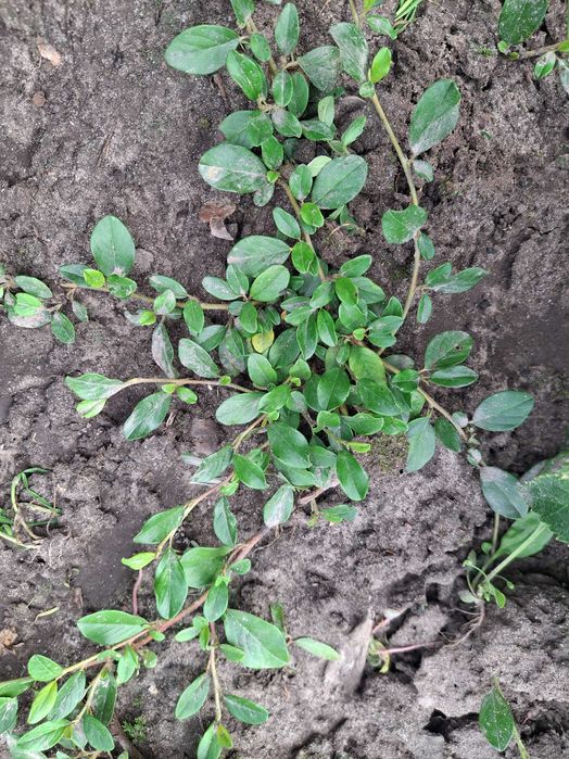 Продам садові декоративні рослини