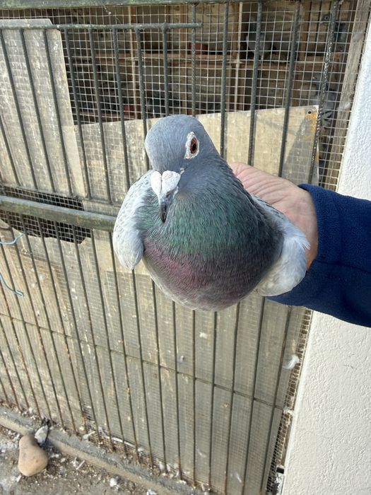 Pombos de alto calibre