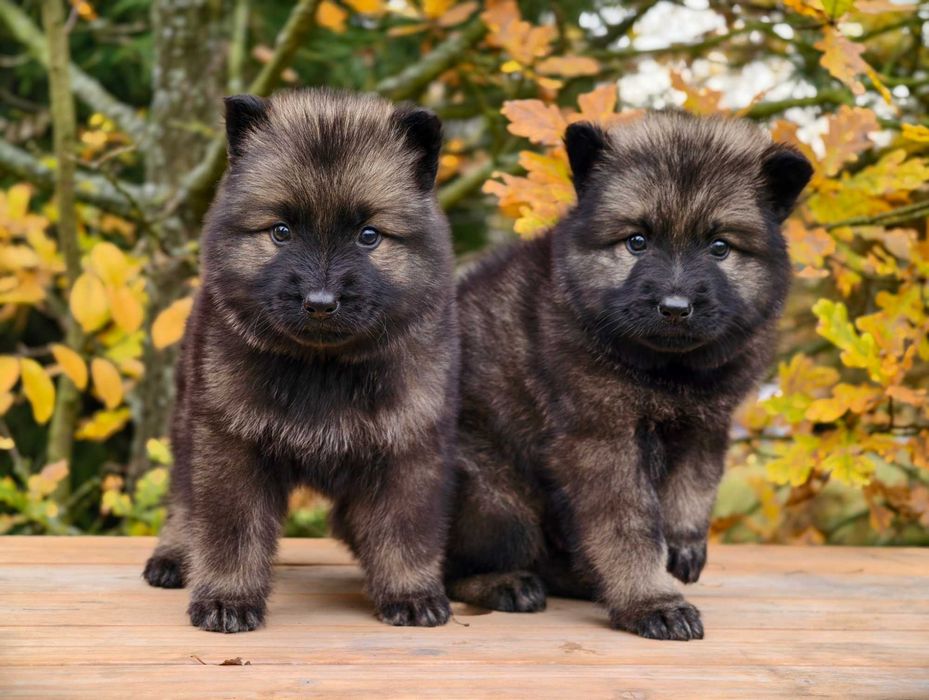 OWCZAREK STARONIEMIECKI Najmocniejszy srebrny pies, świetni rodzice!
