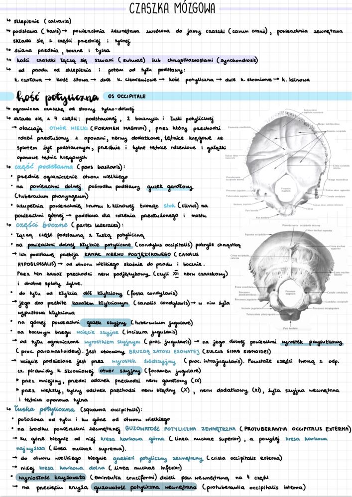 Notatki Anatomia WUM