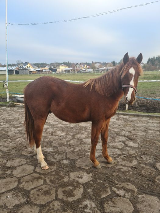 ogierek AQH quarter horse