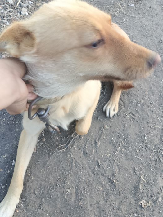 Собака жуля подам