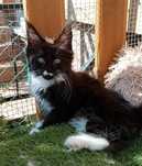 Kotka Maine coon (możliwa opcja hodowlana)
