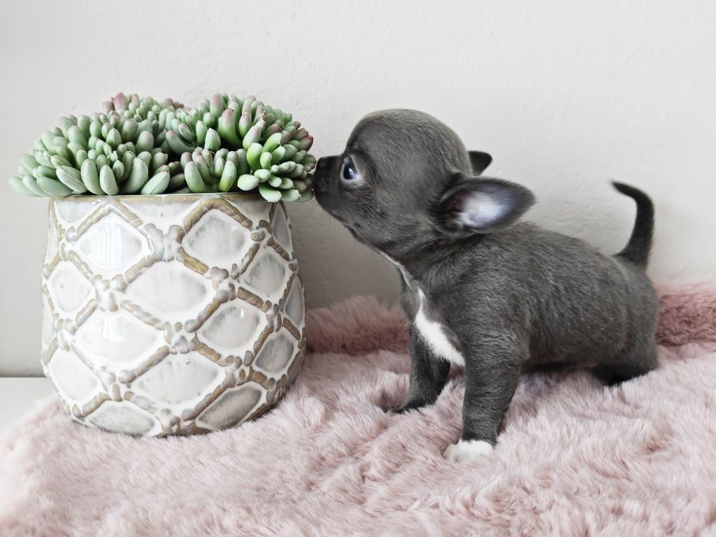 JAX gotowy do odbioru niebieski piesek chihuahua
