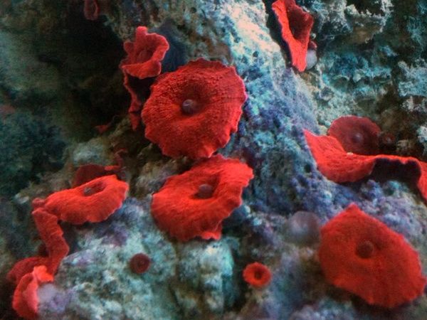 Discosoma red grzybki czerwone do akwarium morskiego Białystok