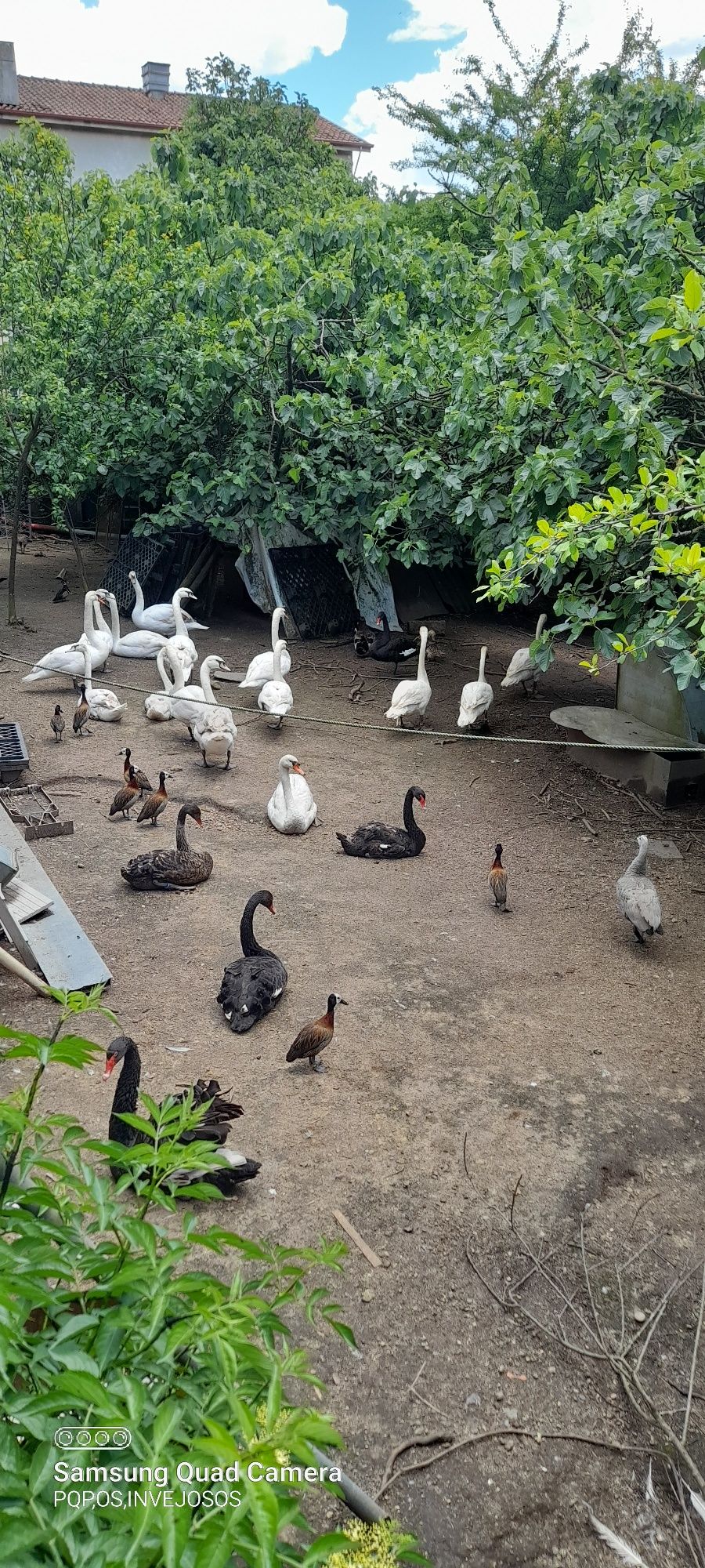 Cisnes  brancos com muito bom porte com idade de criação