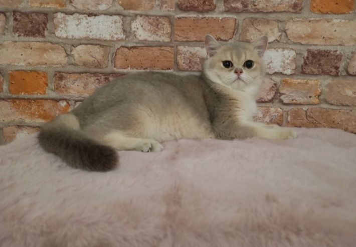 Kot. Brytyjska złota szynszyla w kolorze ay 11