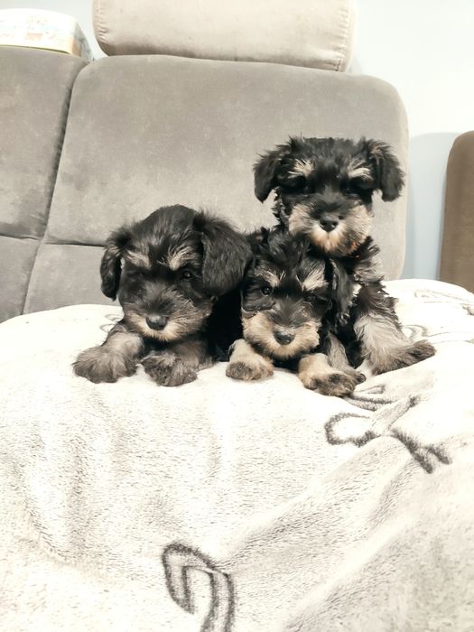 Sznaucer miniaturowy