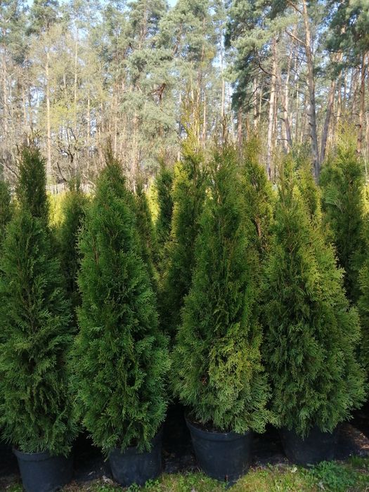 Tuja  Szmaragd 110-120cm