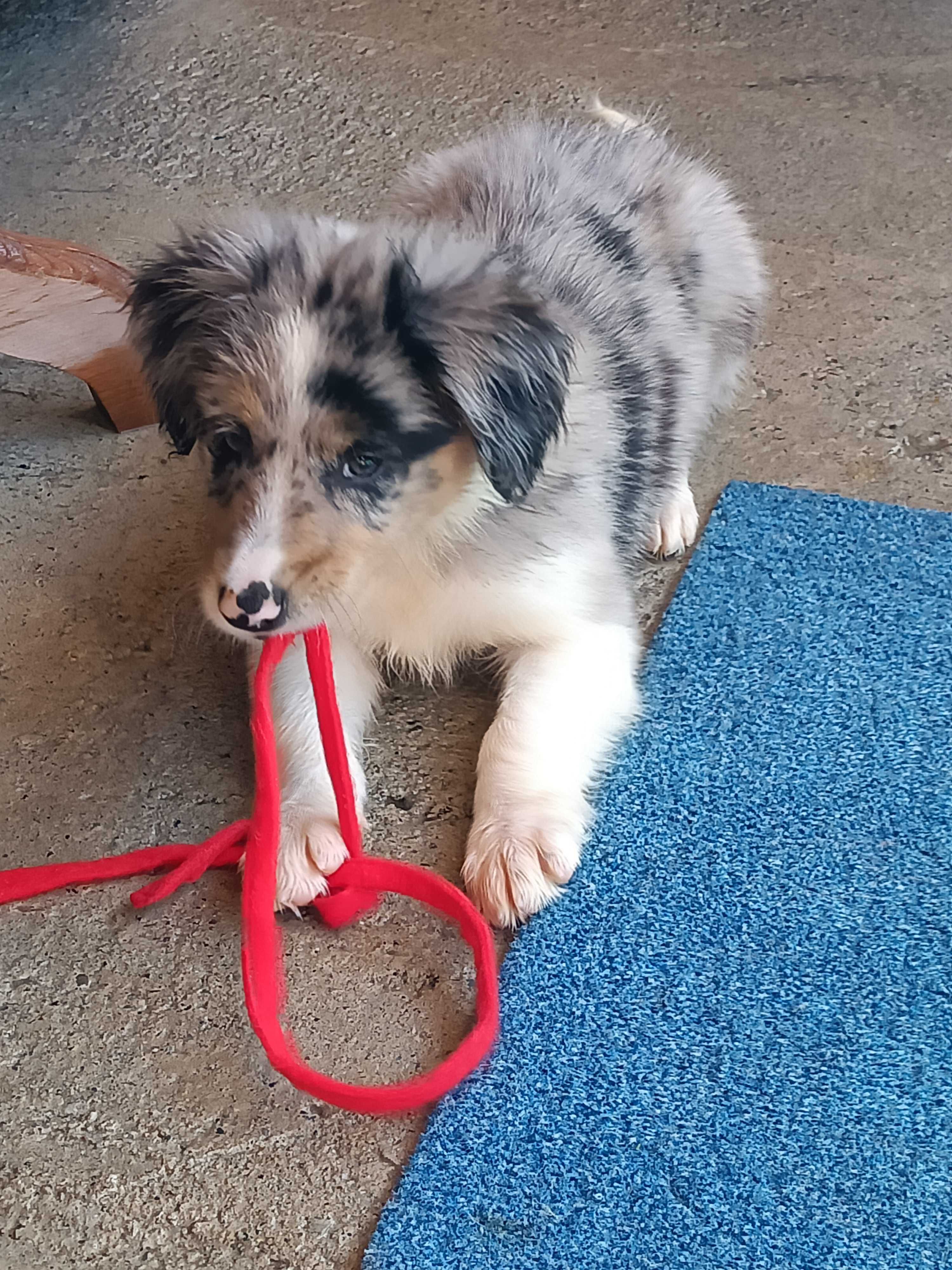 Border Collie -piesek