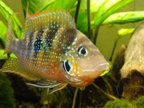 GB Pielęgnica Eliota (Thorichthys ellioti) hodowla własna kraj