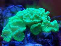 Caulastrea, LPSy