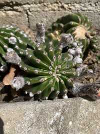 Suculenta Echinopsis Oxygona