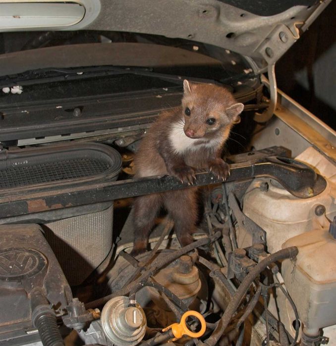 Ultradźwiękowy odstraszacz samochodowy kuny gryzonie 12V led mocny