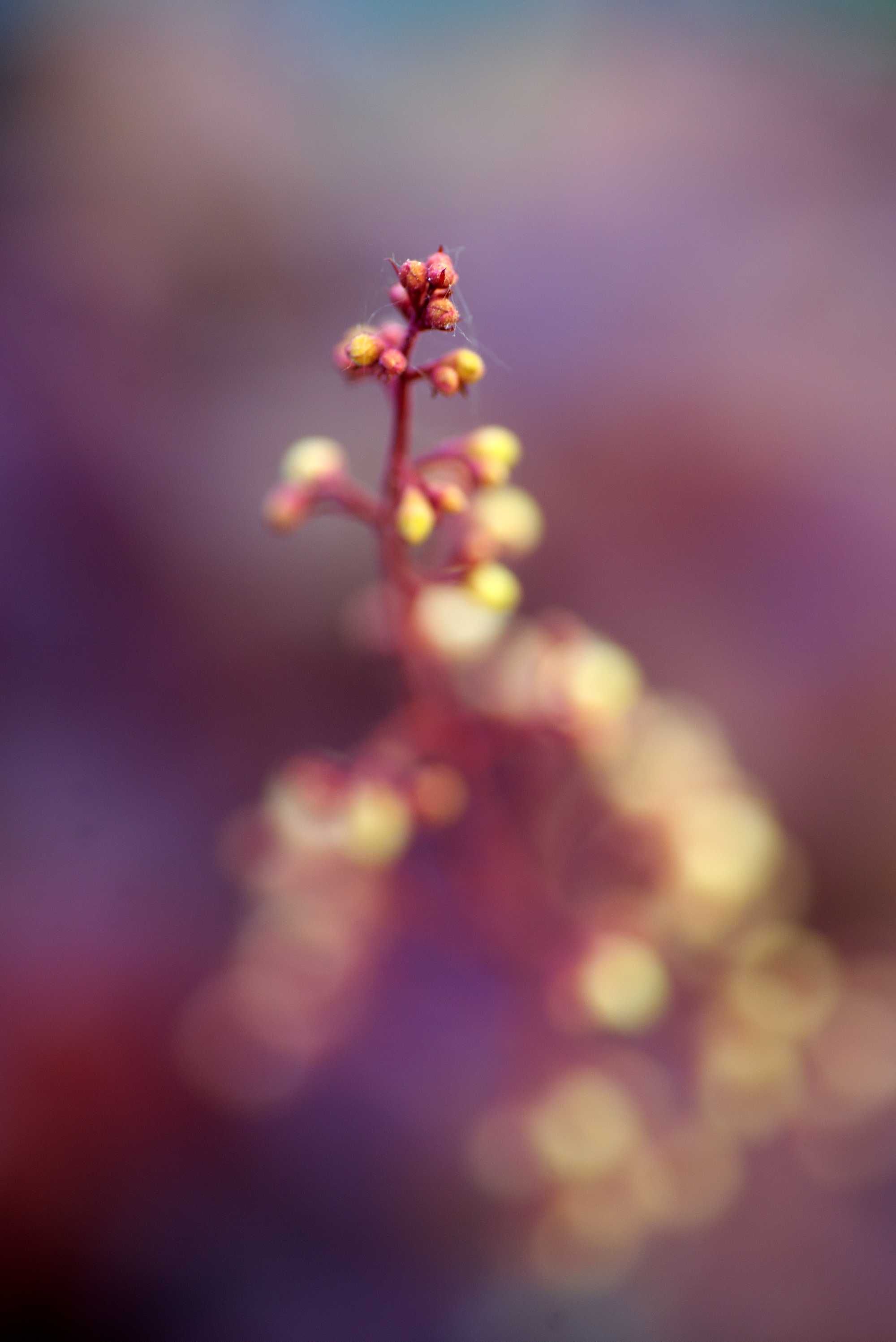Tamron 90 2.8 jak nowy, z silnikiem! cudowne macro
