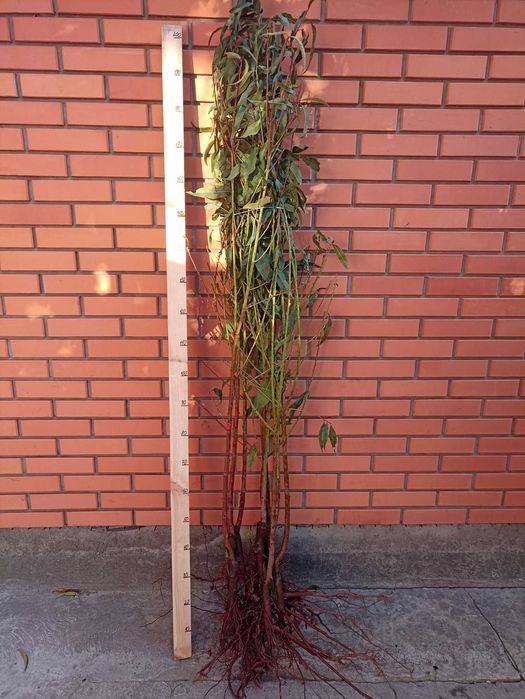 Саженцы слива, персик, абрикос, черешня, хурма, розы, яблоня, груша.