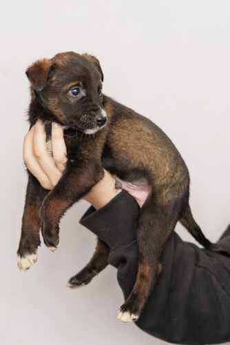 Szczeniaki   szukają domów -schronisko Zgierz -aktualne