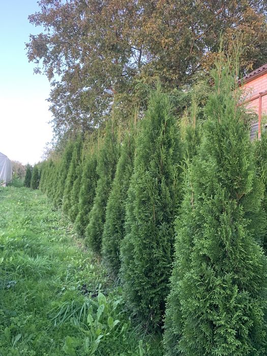 Туї  Смарагд 160-190 см