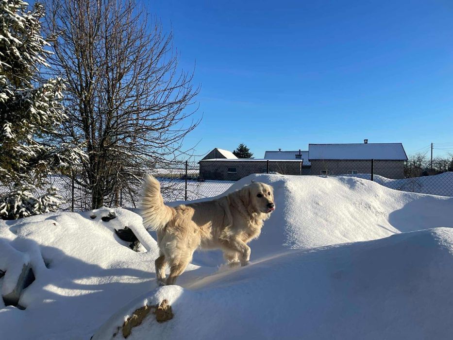 Szczenię Golden Retriever