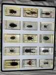 Coleção Bichos Natural History Museum
