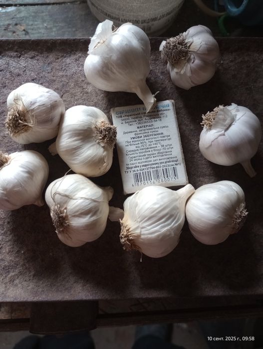 Часник яровий домашній