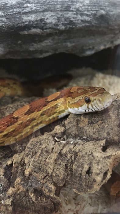 Wąż zbożowy samica 4 lata + terrarium z wyposażeniem