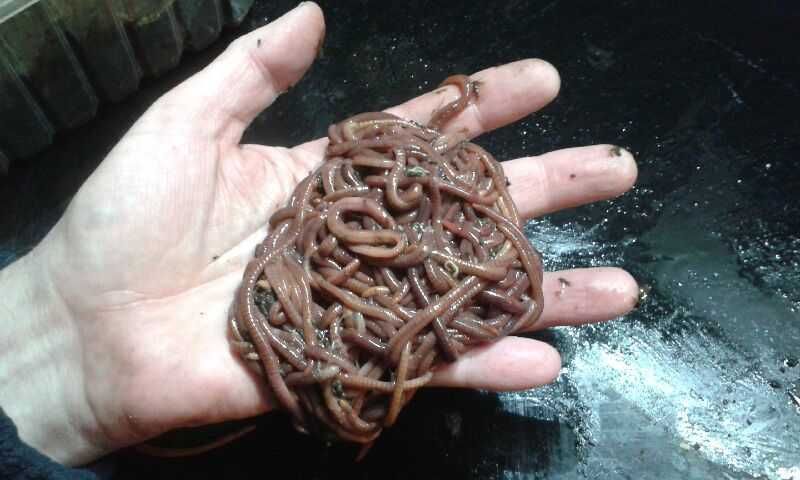 dzdzownice kalifornijskie bursztynowe 400 szt