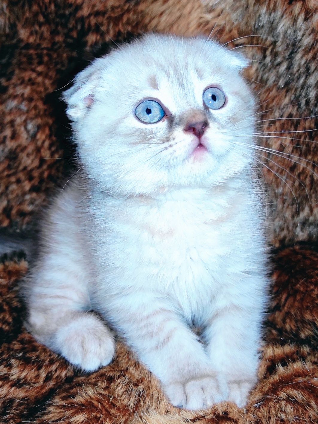 Шотландские котята Линкс-поинт