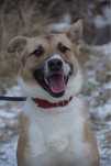 Canaan Dog za darmo!