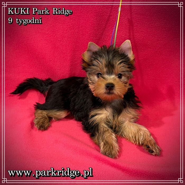 york yorki suczka ok. 2 kg rodowód ZKwP FCI