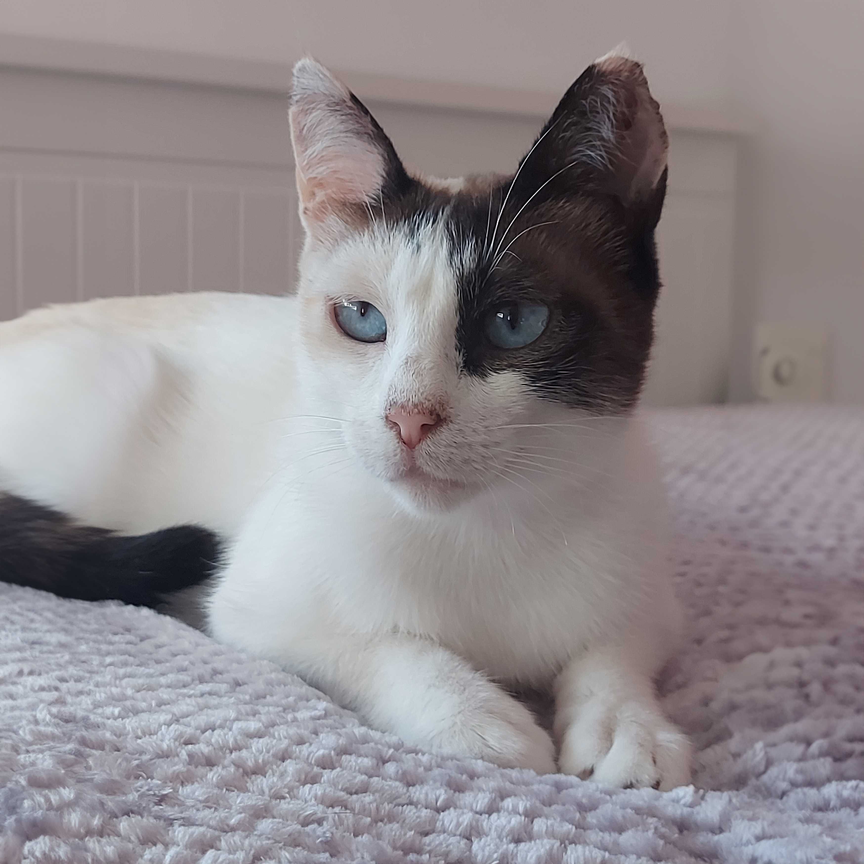 Setúbal / Margem Sul / Lisboa — DIDI, gatinha para adoção