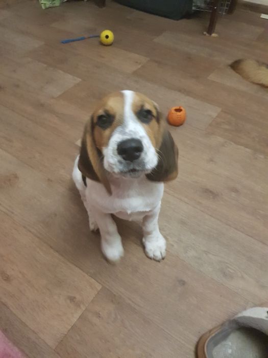 Дрессировка собак Харьков: коррекция, передержка  кошек и собак