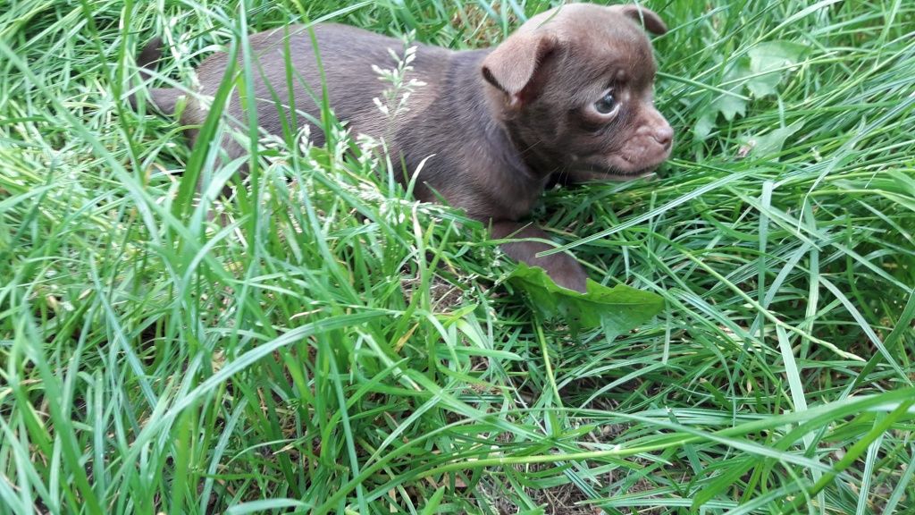 Chihuahua suczka czekoladowa wyjątkowa