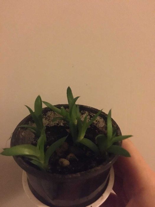 Хавортія .Рослини різного розміру і ціни.