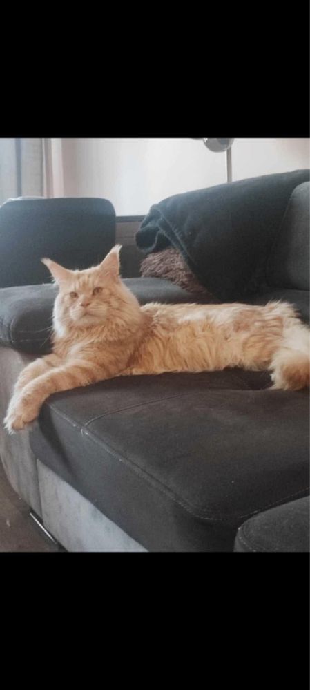 Kotki Maine Coon