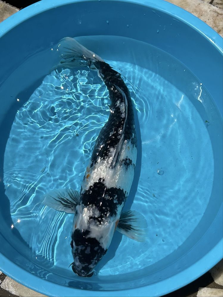 Carpa Koi - Ginrin Shiro Utsuri - 55-60cm - Japonesa
