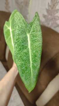 Алоказия  Mint variegata