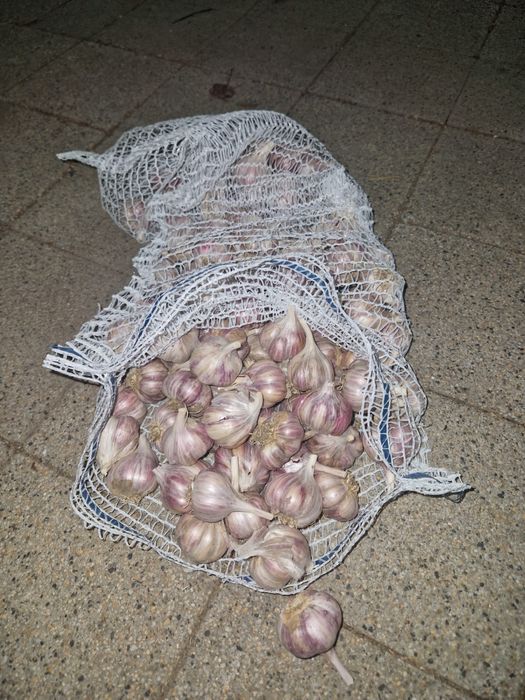 Czosnek Harnaś. Mała rodzinna plantacja. Ekologiczny różne rozmiary