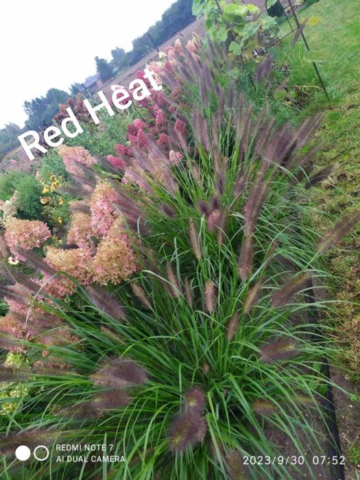 Nadwyżki z ogrodu . Trawy .