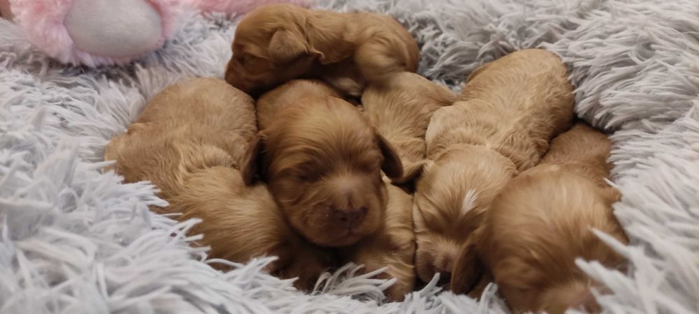 Cockapoo ,mama Cocker spaniel amerykański