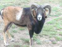 Owce tryki kameruńskie.