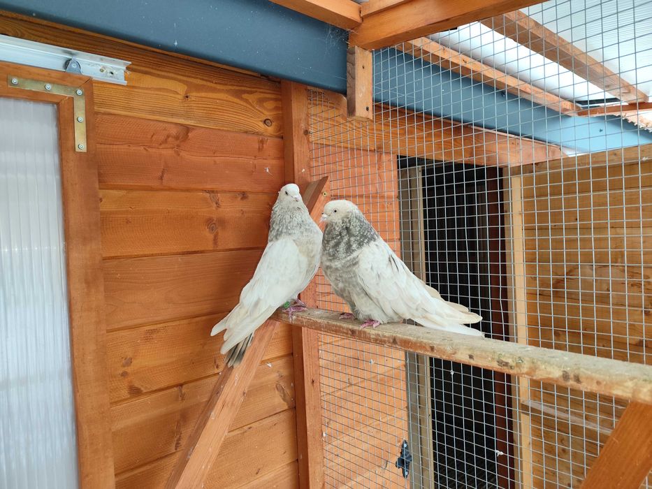 Gołębie mikołajewskie-kirowogradzkie, uk