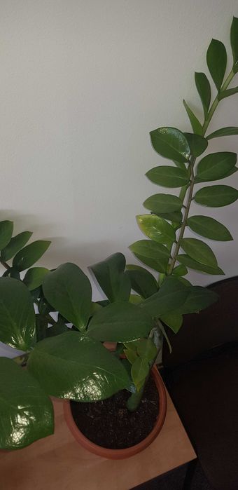 Zamiokulkas zamiolistny