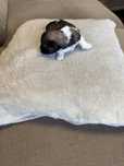 Shih tzu.