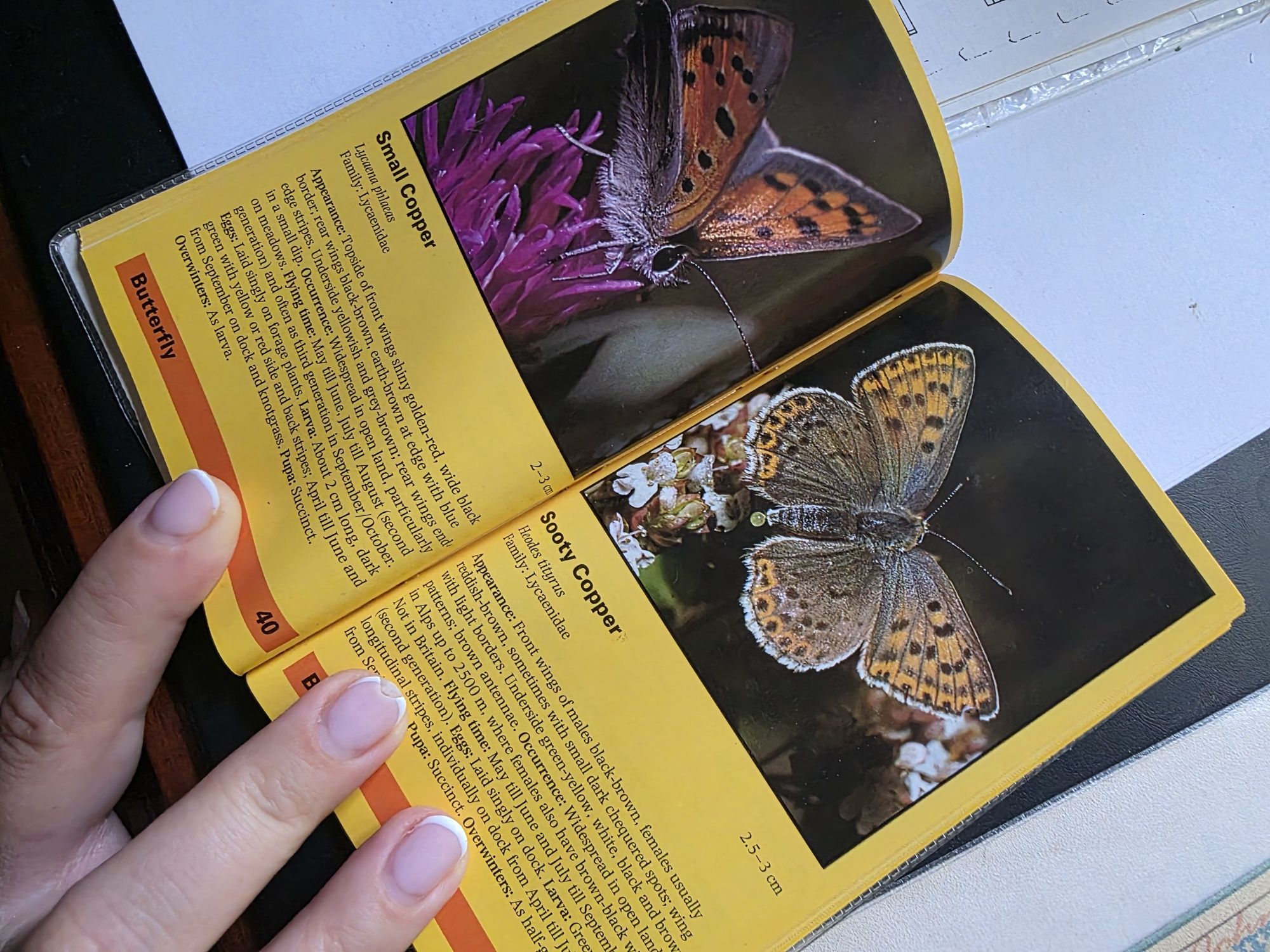 Livro raro sobre borboletas 1986