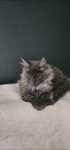Koteczka Maine coon