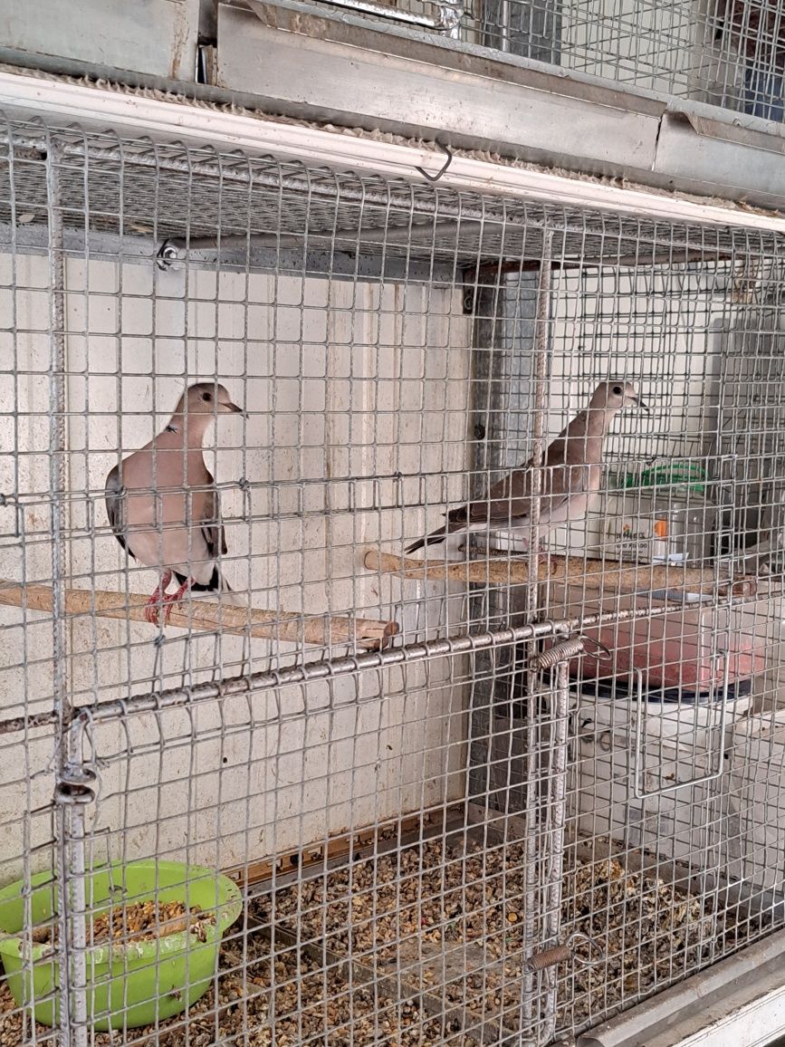 Aves criadas em casa