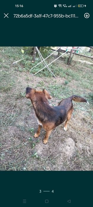 Pilnie oddam tylko w dobre ręce