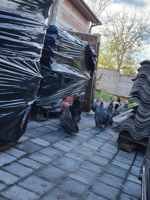 Sprzedam  koguty chabo cena 25 zł za sztukę